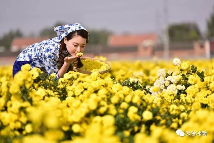 云臺(tái)冰菊基地發(fā)生了什么？一批批領(lǐng)導(dǎo)專家團(tuán)隊(duì)前來！
