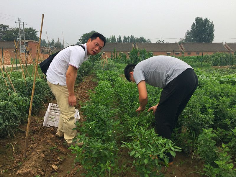 好利來郭總喊您來摘菜啦！綠色無公害，放心！