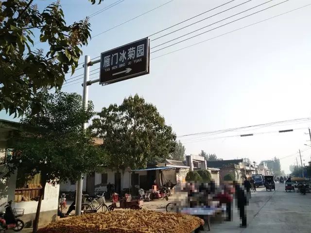 如何找到云臺(tái)冰菊？怎樣找到云臺(tái)冰菊？
